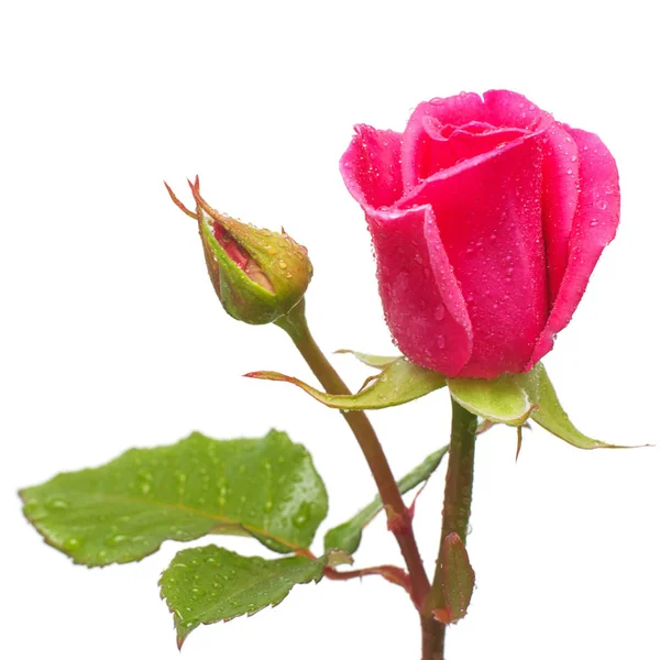 Bellissimo fiore rosa rosa — Foto Stock