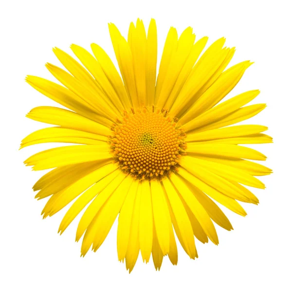 Carte fleurs marguerites jaunes — Photo