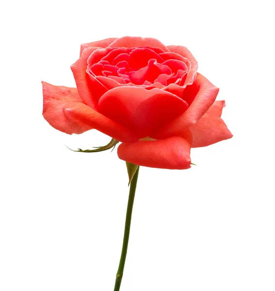 Piękny kwiat czerwona róża — Zdjęcie stockowe