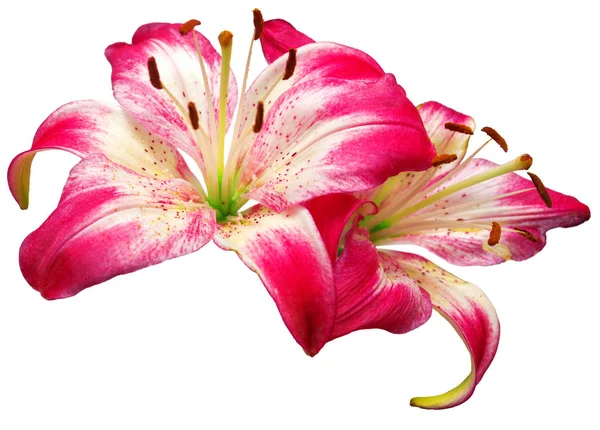 En vit-rosa lily blommor — Stockfoto