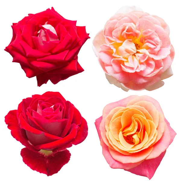 Una bella collezione di fiori di rose — Foto Stock