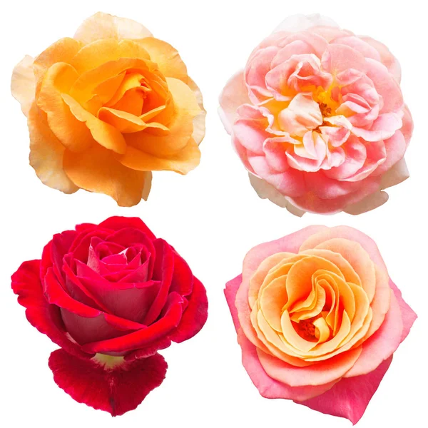 Zbiór pięknych kwiatów róż — Zdjęcie stockowe