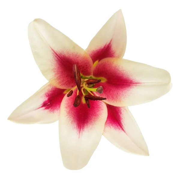 Beautiful pink lily flower — Stock Photo, Image