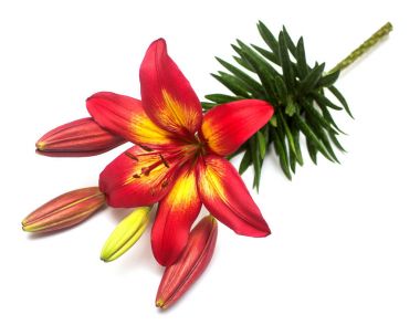 Güzel beyaz adam izole kırmızı lily çiçek buketi