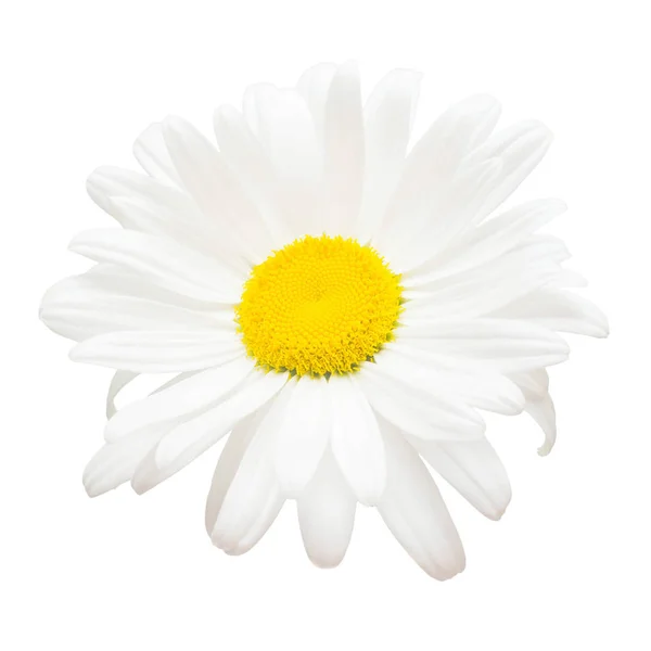 Une fleur de marguerite blanche isolée sur fond blanc. Pose à plat, t — Photo