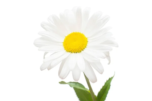 O floare albă de margaretă izolată pe fundal alb. Plat lay, t — Fotografie, imagine de stoc