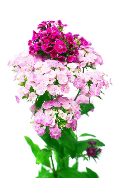 カーネーションの花は、白い背景の上分離します。花壇、ガー — ストック写真