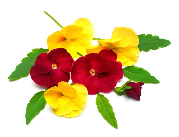 一束美丽的黄色和红色的三色堇花。分公司 — 图库照片