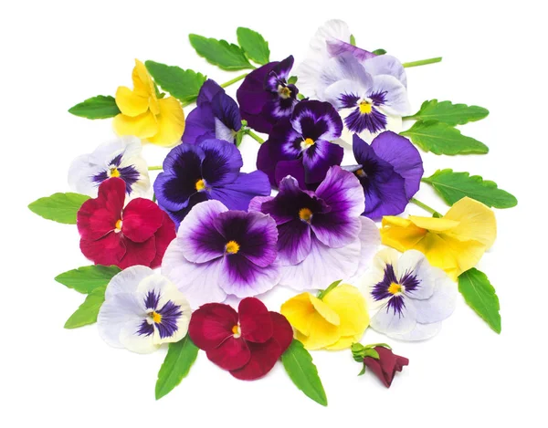 Krásná kytice s pansy Květy žluté, fialové a červené. B — Stock fotografie