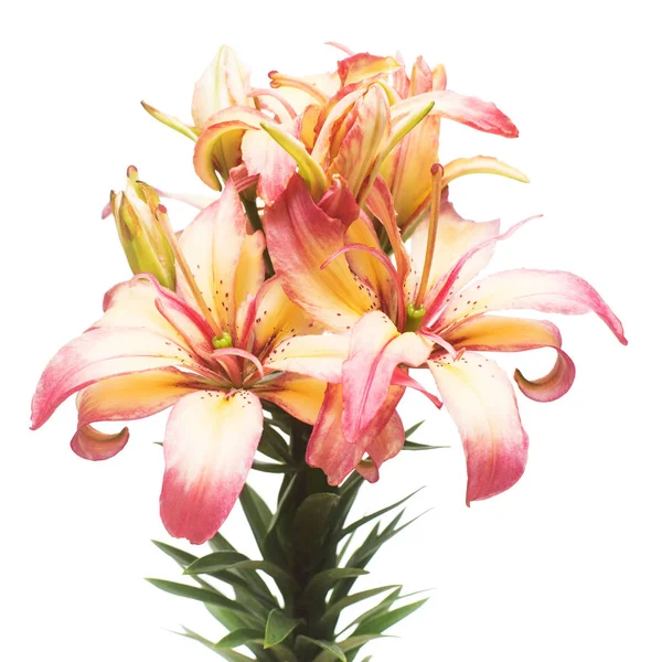 Güzel buket lily çiçek beyaz arka plan üzerinde izole. Formu