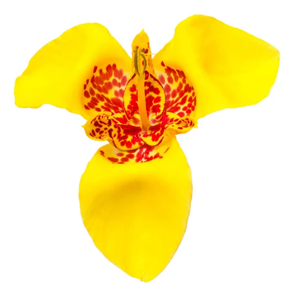 Όμορφο κίτρινο λουλούδι Scarlet Tigridia απομονώνονται σε λευκό backg — Φωτογραφία Αρχείου