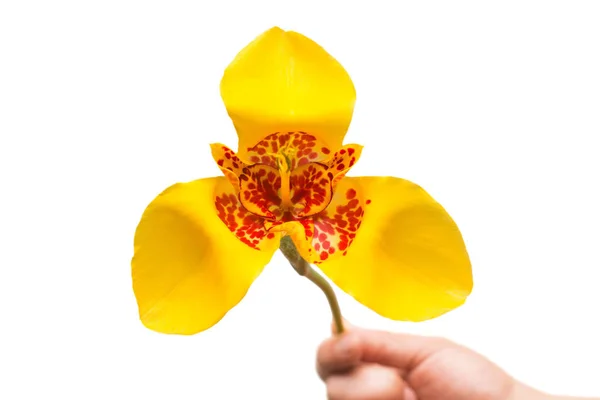 Güzel sarı kırmızı çiçek Tigridia izole elinde tutar. — Stok fotoğraf