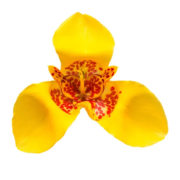 Piękny żółty kwiat szkarłat Tigridia na białym tle na liczby biały — Zdjęcie stockowe