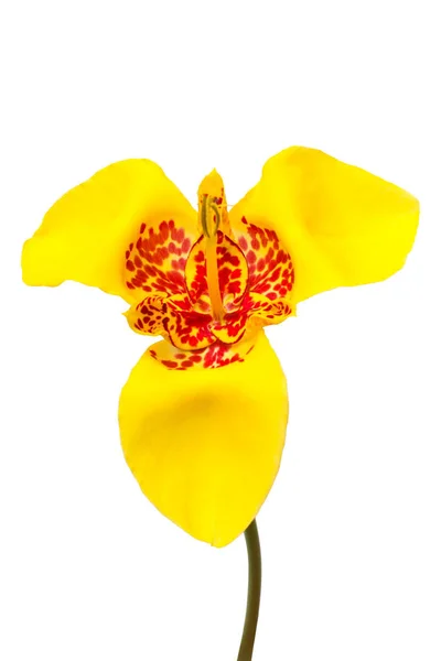 Beautiful yellow Scarlet flower Tigridia isolated on white backg — Stock Photo, Image