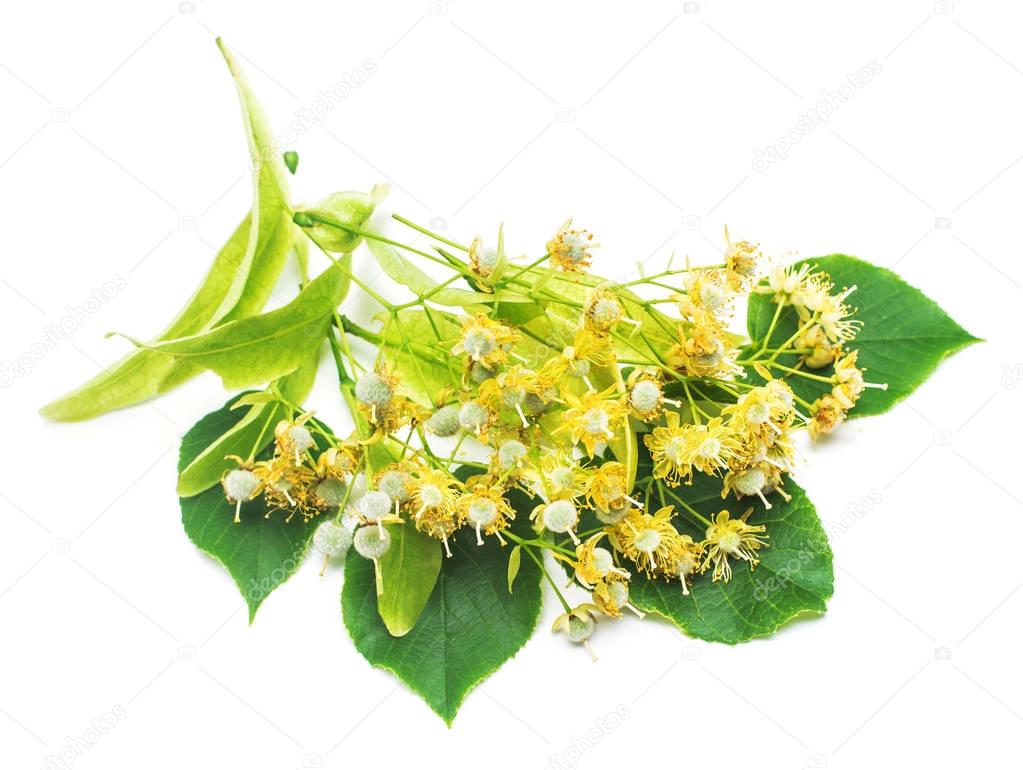 Linden flower branch beautiful isolated on white background