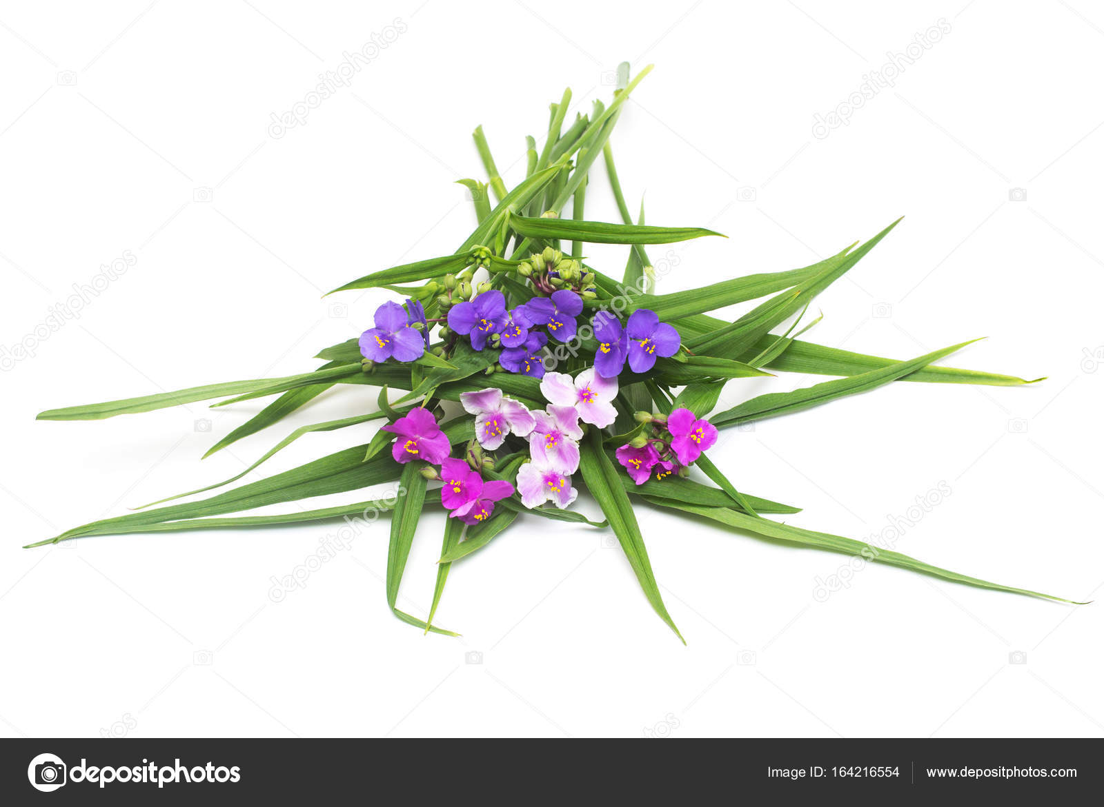 Традесканция виргинская Андерсона уличная