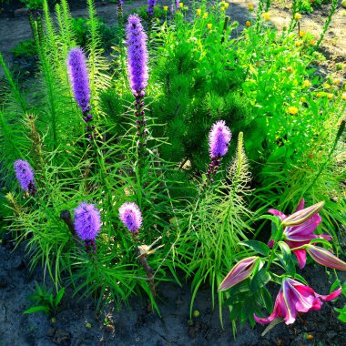 Flowerbeds in the garden with flowers blooming Liatris and Lily. clipart