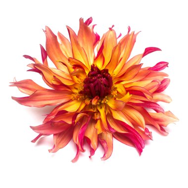 Beyaz arka plan üzerinde izole çiçek dahlia. Düz yatıyordu, en iyi görünümü