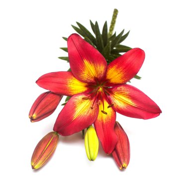 Güzel beyaz adam izole kırmızı lily çiçek buketi