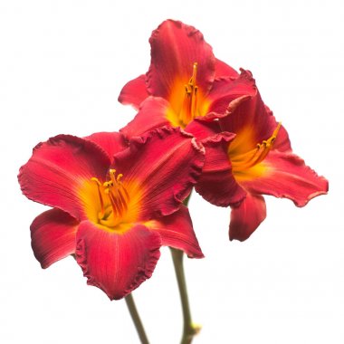 Beyaz arka plan üzerinde izole buket kırmızı çiçek gün-lily. Güze