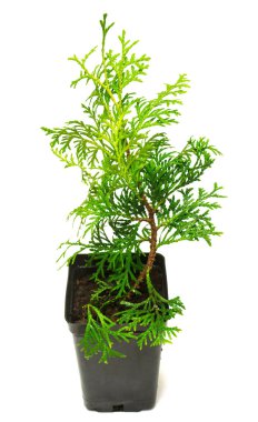 Mazı (bitki) occidentalis beyaz arka plan üzerinde izole bir tencerede Wagneri