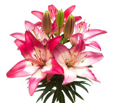 Beyaz arka plan üzerinde izole güzel pembe lily çiçek. Stamens