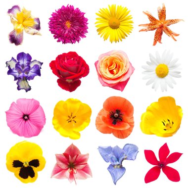 Koleksiyon bir güzel Iris, Siklamen, zambak, Lale, chamomil