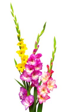 Güzel buket üzerinde izole çok renkli Glayöl çiçek 