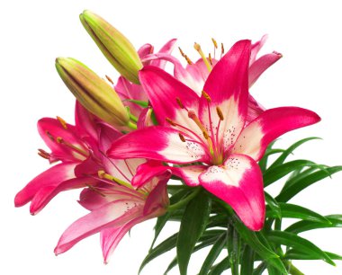 Beyaz arka plan üzerinde izole güzel pembe lily çiçek. Stamens