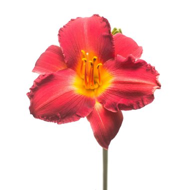 Beyaz arka plan üzerinde izole bir tek kırmızı çiçek gün-lily. Güzel