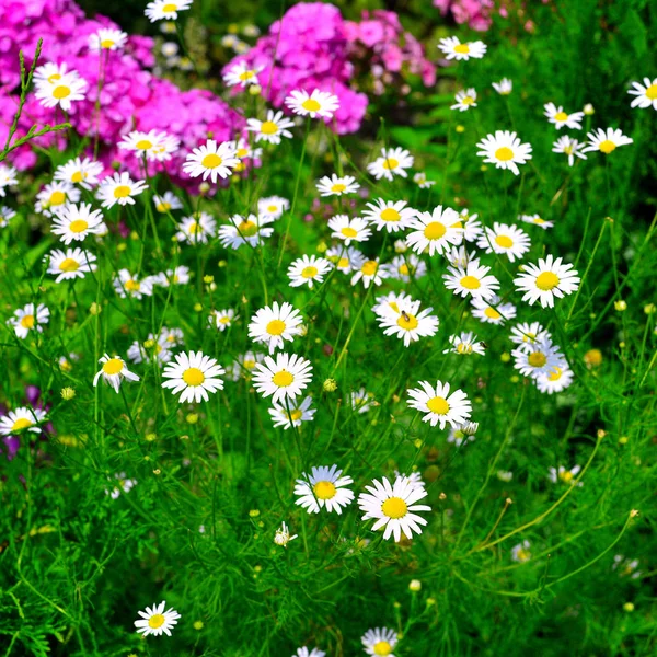 Kwiaty lecznicze białej Margerytki na tle Floks w gar — Zdjęcie stockowe