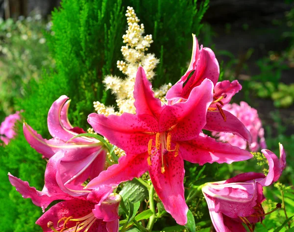 Buquê lírio e astilbe flores no fundo de tuja e p — Fotografia de Stock