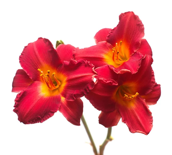 Μπουκέτο κόκκινο λουλούδι μέρα-κρίνος απομονώνονται σε λευκό φόντο. Όμορ — Φωτογραφία Αρχείου