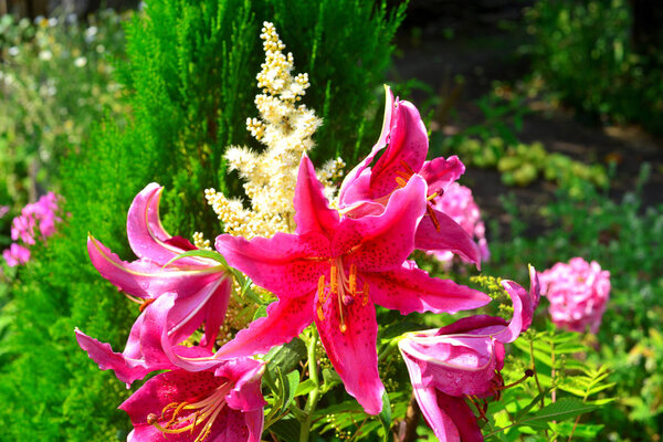 Bouquet lily and astilbe flowers on the background of tuja and p