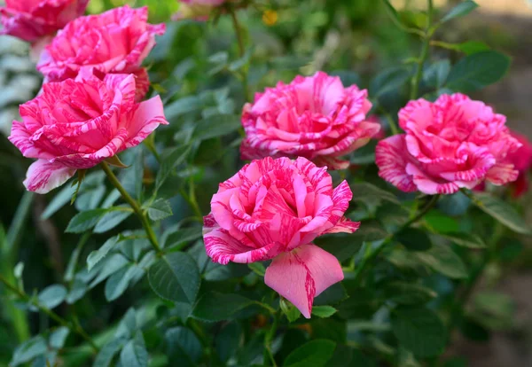 Hermoso ramo de flores a rayas rosas en el jardín en a la — Foto de Stock