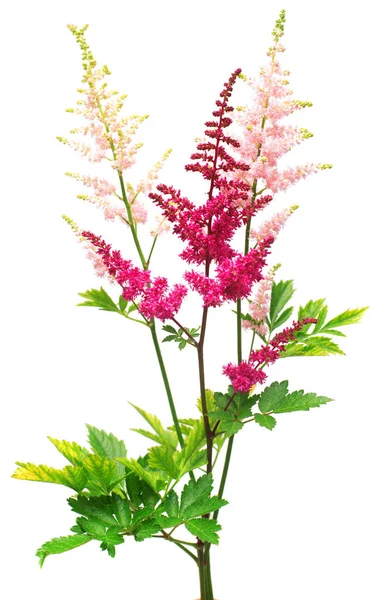 Wh에 고립 된 빨간색과 분홍색 Astilbe 꽃의 아름 다운 부케 — 스톡 사진