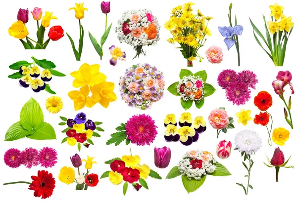 Virág, rózsa, krizantém, chamomiles, iris, gerbera szett, — Stock Fotó