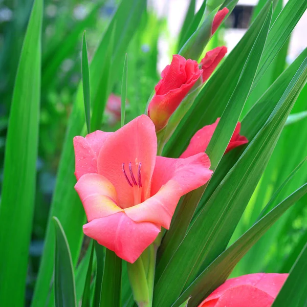 Blume eines rosa Gladiolus auf Blumenbeeten in einem Garten — Stockfoto