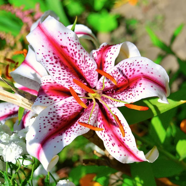 Una bella aiuola con fiori gialli e gigli arancioni torna — Foto Stock