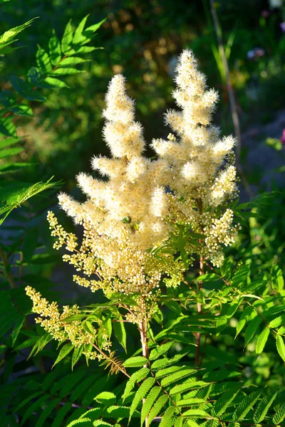 White astilba flower in the garden. Nature, flowerbeds — Stock Photo, Image