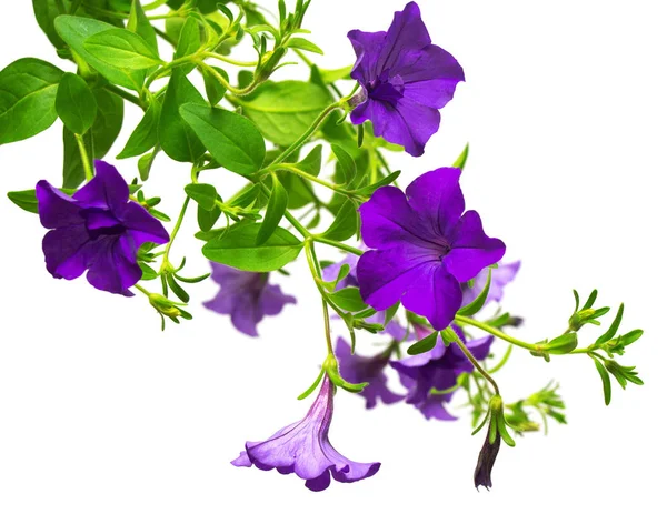 Flores petunias púrpuras aisladas sobre fondo blanco. Macizos de flores —  Fotos de Stock