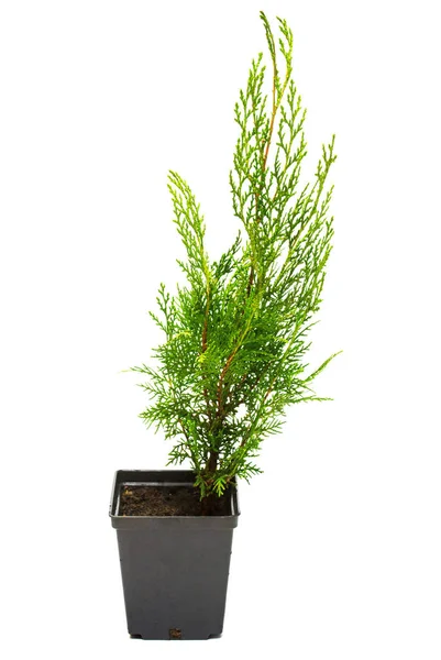 Thuja Biota orientalis em vaso isolado sobre fundo branco — Fotografia de Stock