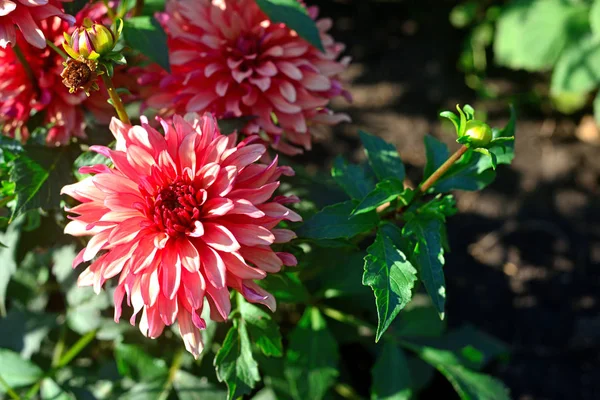 Букет розовых цветов георгины в саду на клумбе — стоковое фото