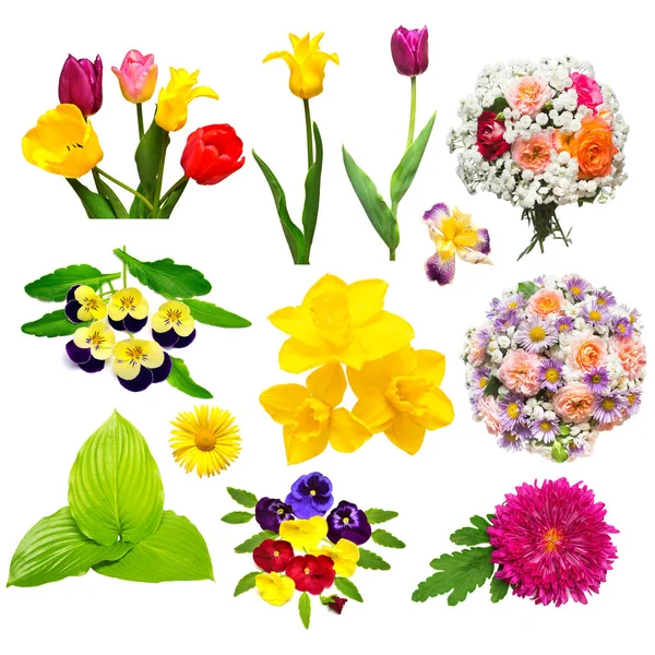 Çiçek gül, chamomiles, Kasımpatı, iris, gerbera ile ayarla,