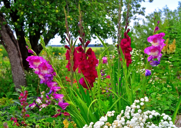 Цветы гладиолуса, ярроу на клумбах в саду против — стоковое фото