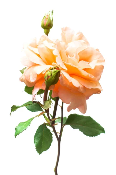 Bella rosa arancione con fiore di germoglio isolato su backgrou bianco — Foto Stock