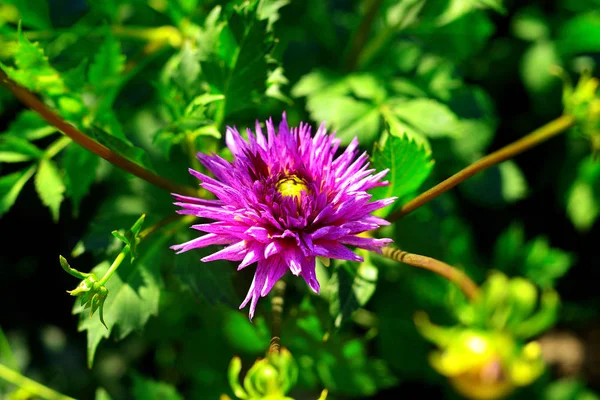 Fleurs de dahlias roses et bourgeons dans le jardin sur les parterres de fleurs — Photo