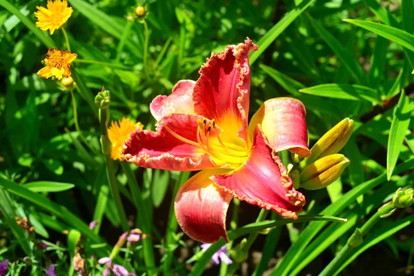 Schöne Blüten der Taglilie im Garten gegen den Rücken — Stockfoto