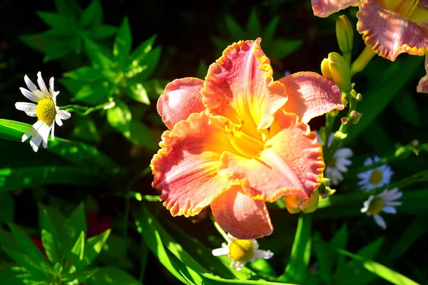 Schöne Blüten der Taglilie im Garten gegen den Rücken — Stockfoto