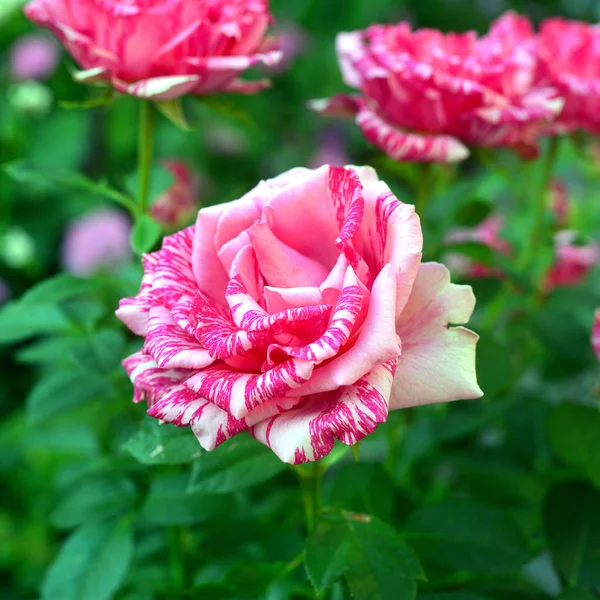 Hermoso ramo de flores a rayas rosas en el jardín en a la —  Fotos de Stock